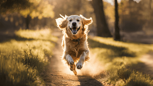 5 Sinais de que seu cão está feliz
