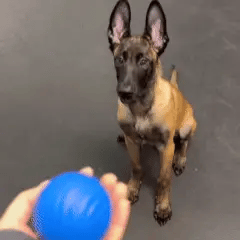TurboBall™ | A Bolinha Interativa que se Move Sozinha